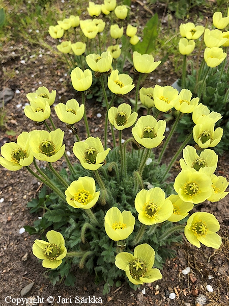 Papaver radicatum 